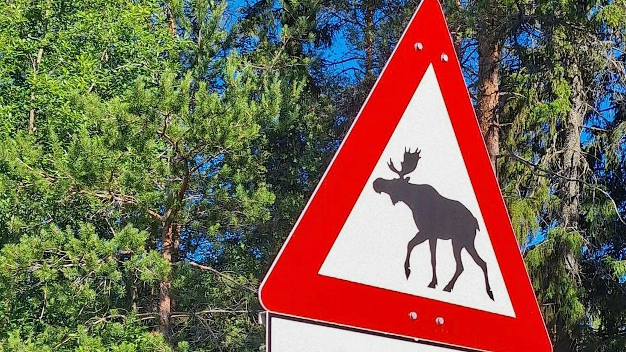 Straßenschild mit einem Elch