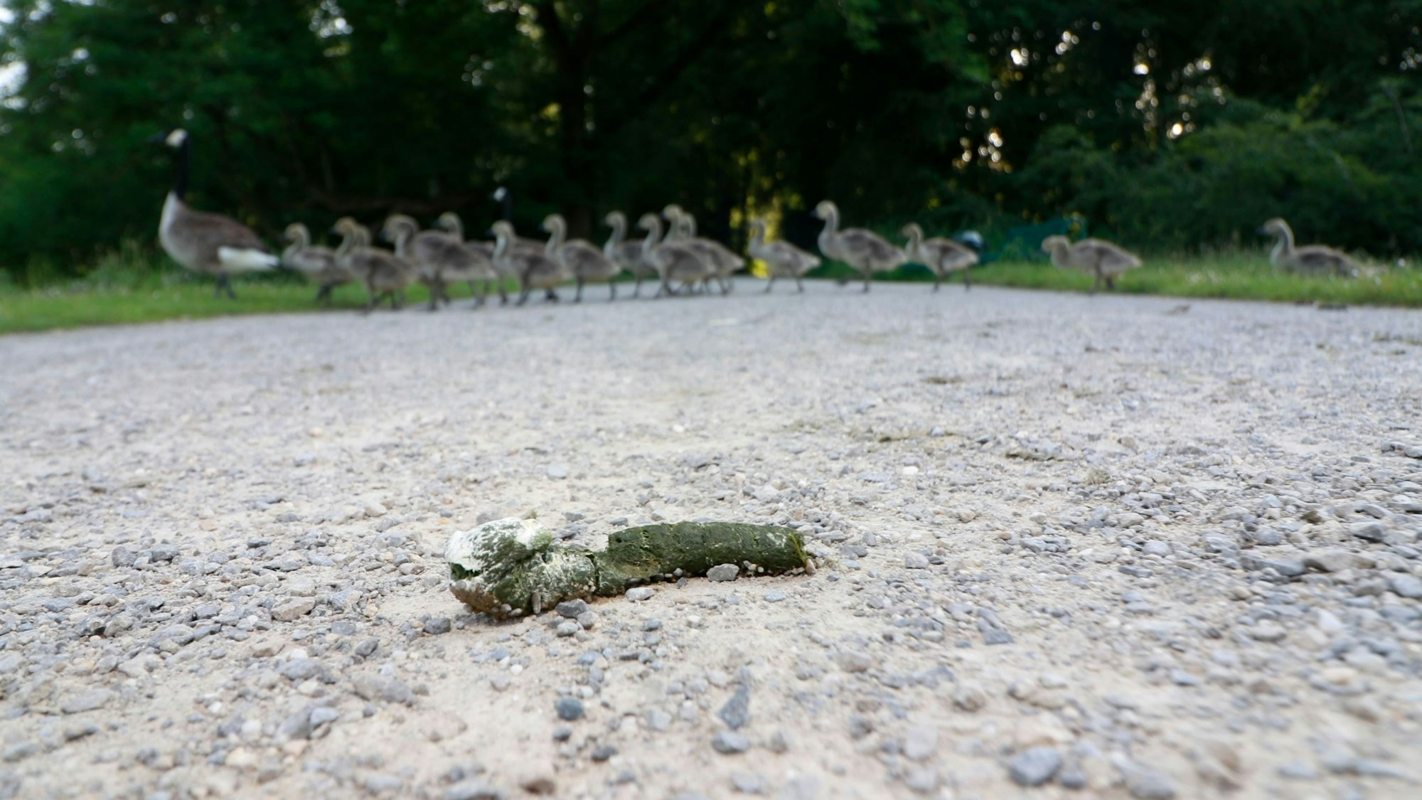 Ein Haufen Gänsekot liegt auf auf einer grauen Schotterfläche, im Hintergrund queren die Tiere den Weg. Hinterlassenschaften auf Wegen und Wiesen: An vielen Orten in Köln auch flächendeckend, so dass kein unbelasteter Platz mehr für ein Picknick oder spielende Kinder bleibt.
