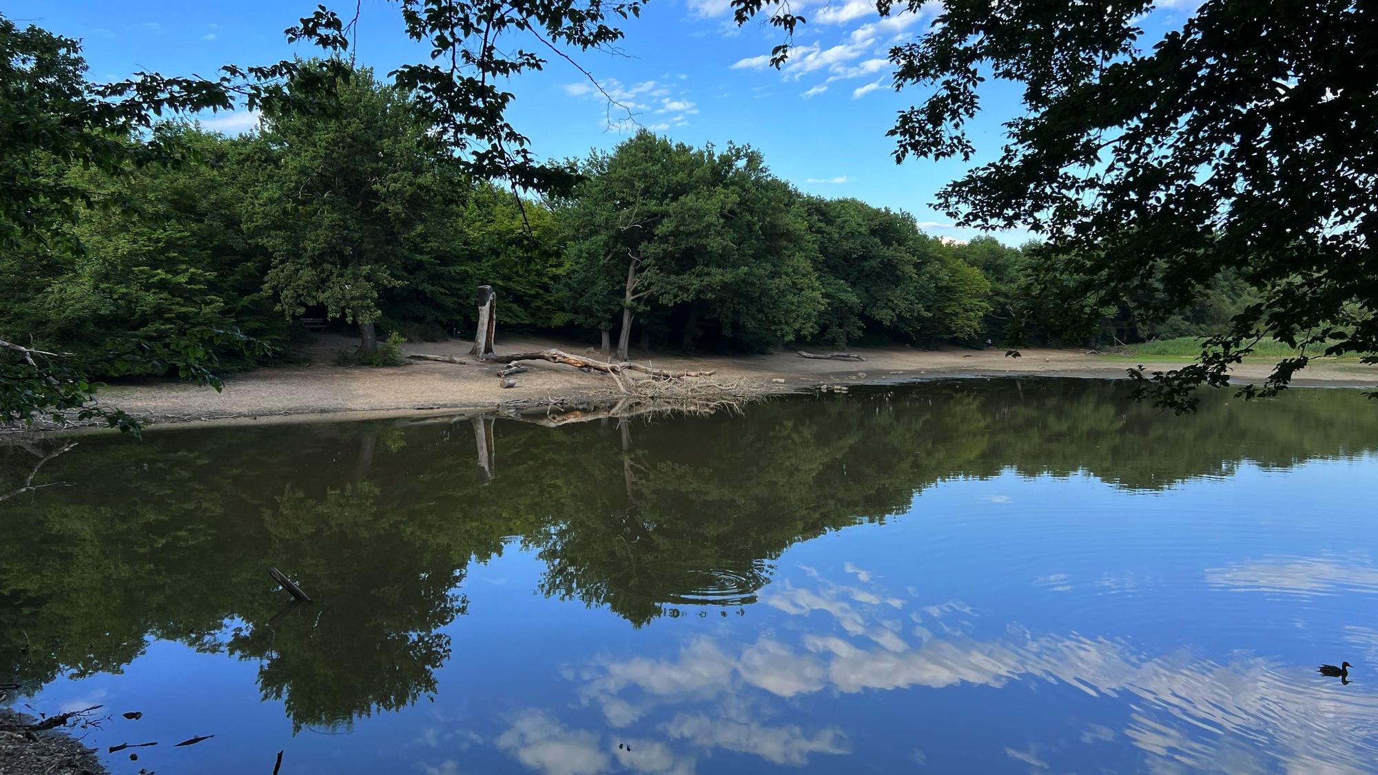 Scheuermühlenteich in Porz