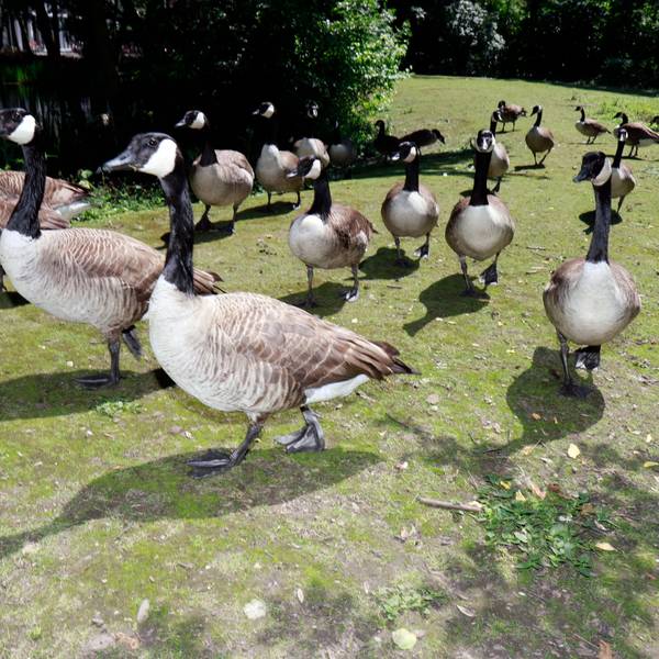 Etwa zwanzig Gänse laufen über eine kahle Wiese am Mediapark-Weiher. Immer mehr Gänse bevölkern die Kölner Parkanlagen wie hier am Mediapark. Ihr Kot beeinträchtigt Mensch und Natur.