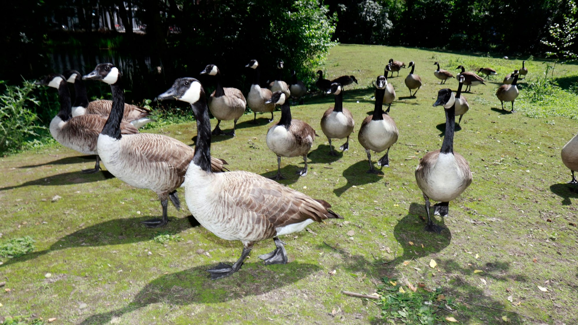 Etwa zwanzig Gänse laufen über eine kahle Wiese am Mediapark-Weiher. Immer mehr Gänse bevölkern die Kölner Parkanlagen wie hier am Mediapark. Ihr Kot beeinträchtigt Mensch und Natur.