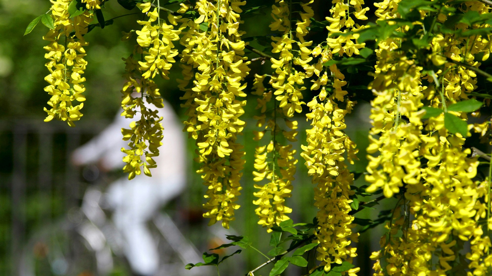 Ein blühender Goldregen steht am 16.05.2007 im Englischen Garten in München.