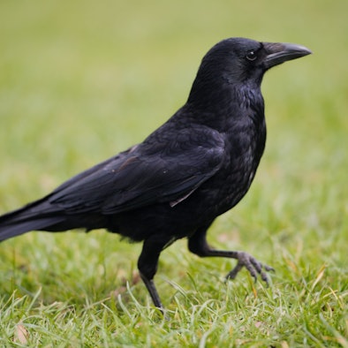 Bayern, München: Eine Krähe läuft über eine Wiese.