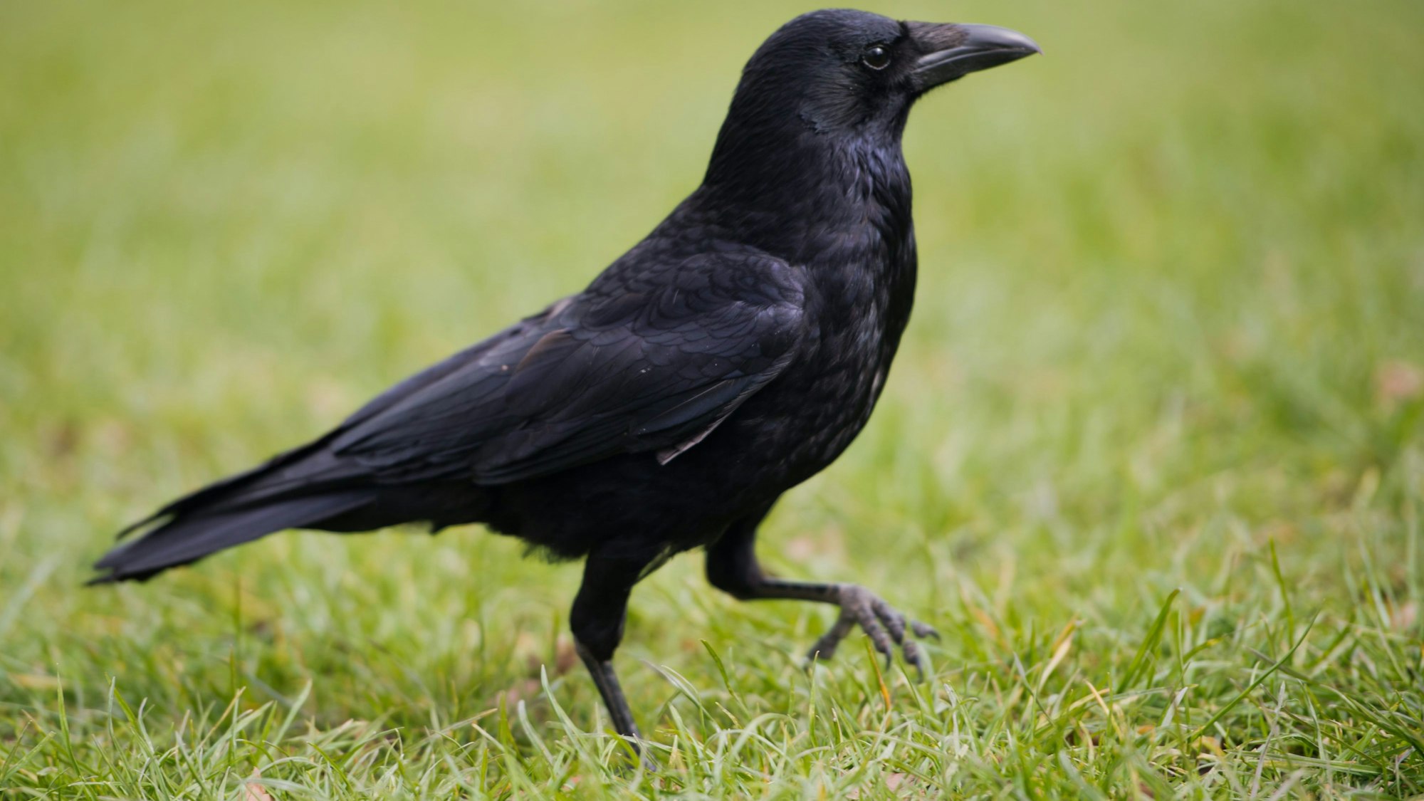 Bayern, München: Eine Krähe läuft über eine Wiese.