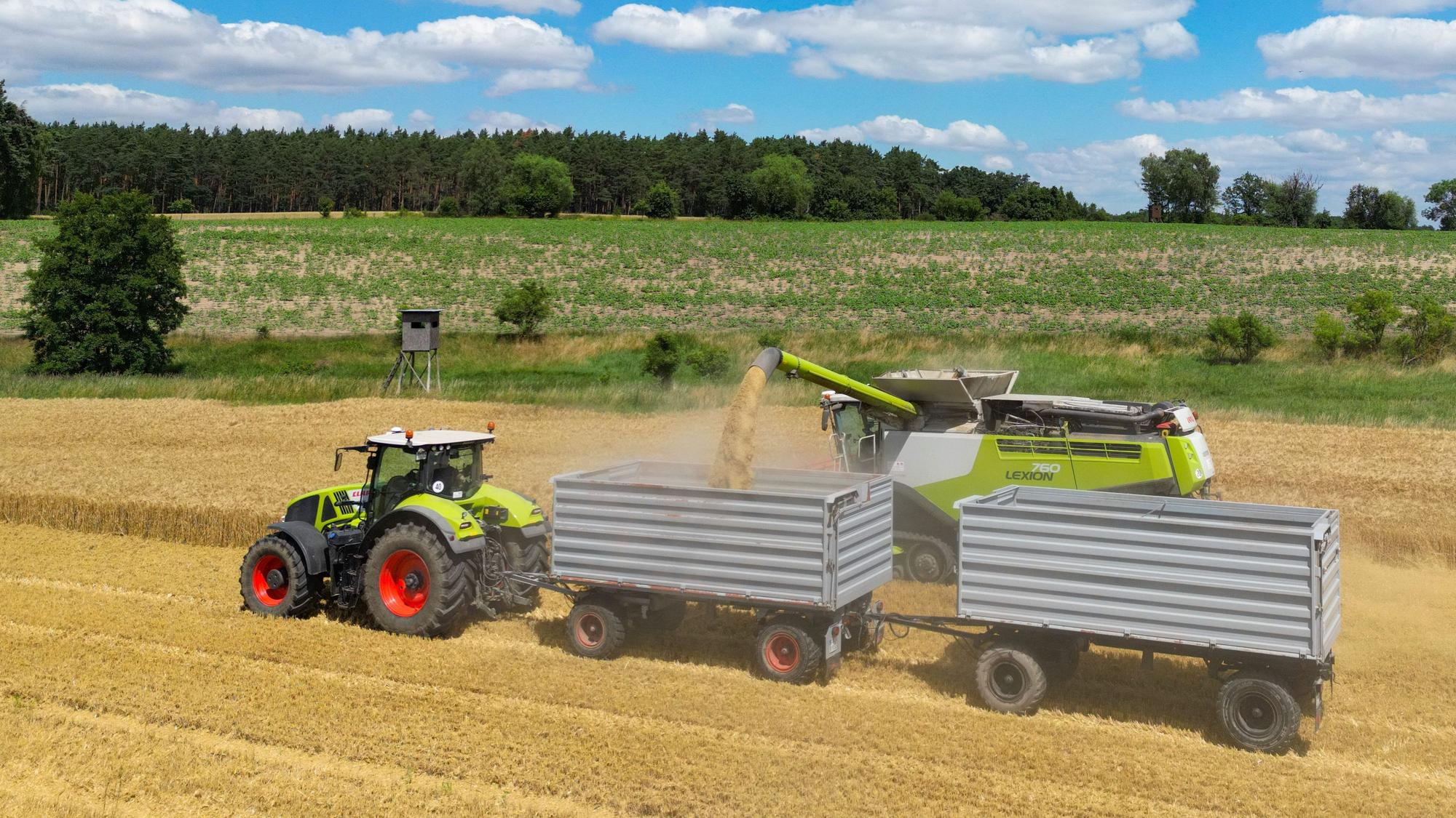 24.06.2024, Brandenburg, Frankfurt (Oder): Ein Landwirt erntet mit seinem Mähdrescher Gerste auf einem Feld in Ostbrandenburg (Luftaufnahme mit einer Drohne).
