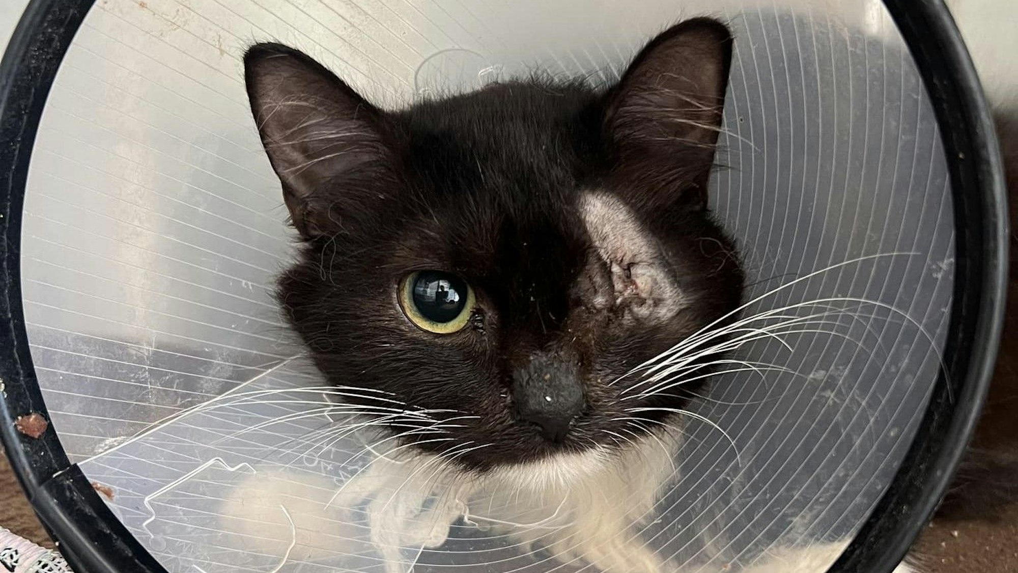 Kater Domino im Tierheim Bergheim nach seiner Not-OP.