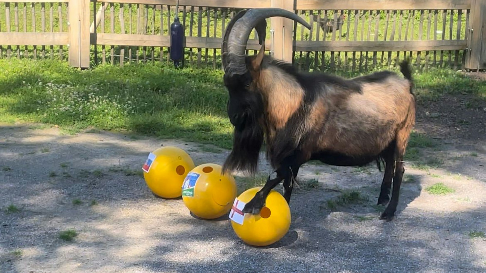 Ziege Hennes mit 3 gelben Bällen vor sich. Das Bein markiert den von England.
