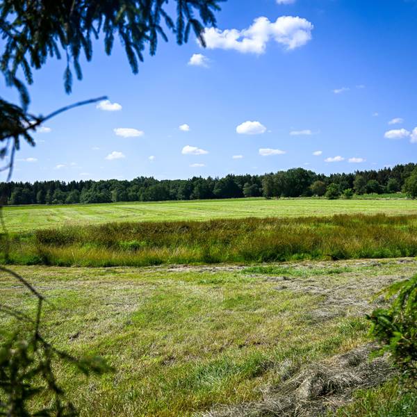 https://www.kreiszeitung.de/lokales/rotenburg/rotenburg-ort120515/landwirt-findet-leiche-auf-wiese-es-ist-vermutlich-arian-93150748.html