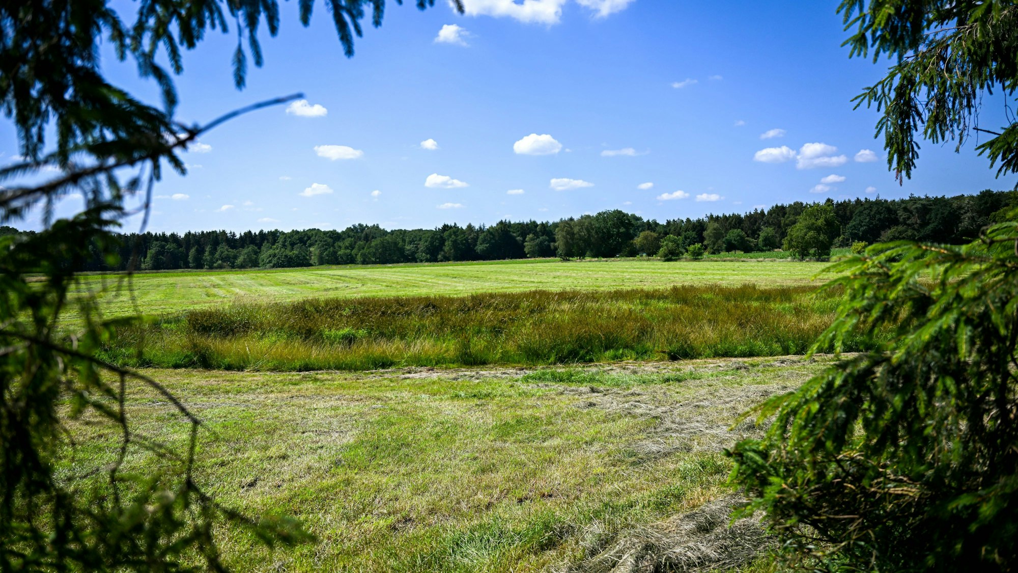 https://www.kreiszeitung.de/lokales/rotenburg/rotenburg-ort120515/landwirt-findet-leiche-auf-wiese-es-ist-vermutlich-arian-93150748.html