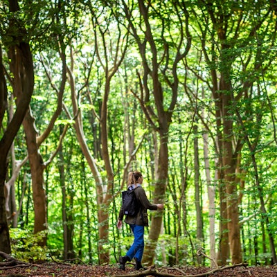 Eine Frau wandert durch einen Wald.