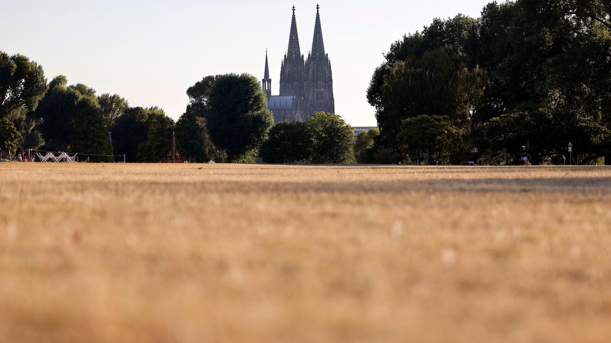 Die Wiesen im Rheinpark sind durch die Sonne braun verfärbt.
