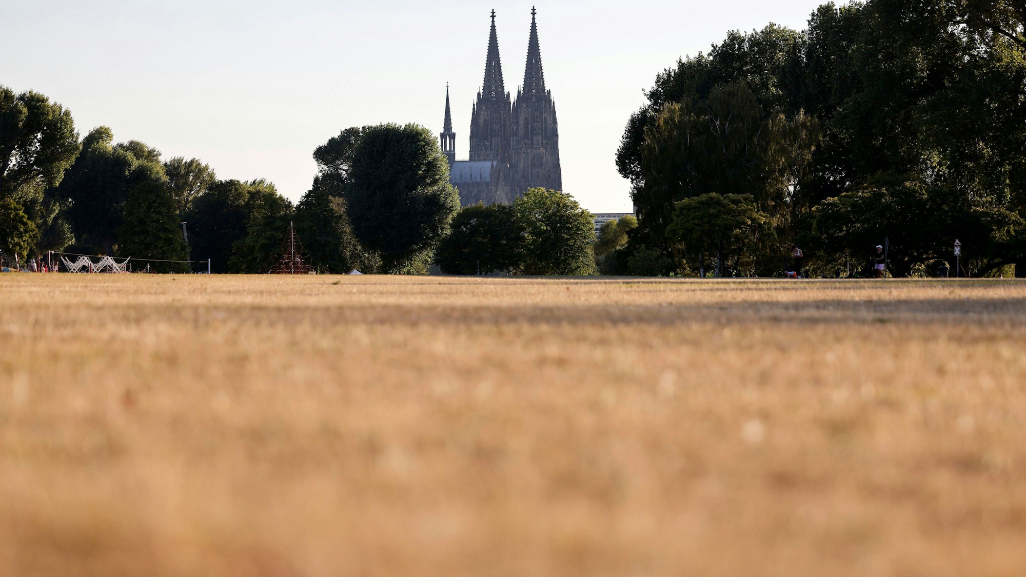 Die Wiesen im Rheinpark sind durch die Sonne braun verfärbt.