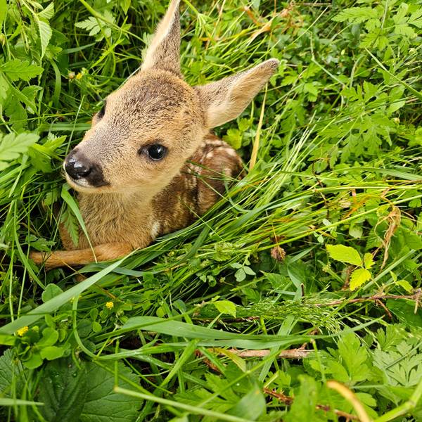 Ein Rehkitz legt im Gras.