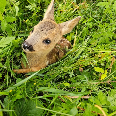 Ein Rehkitz legt im Gras.