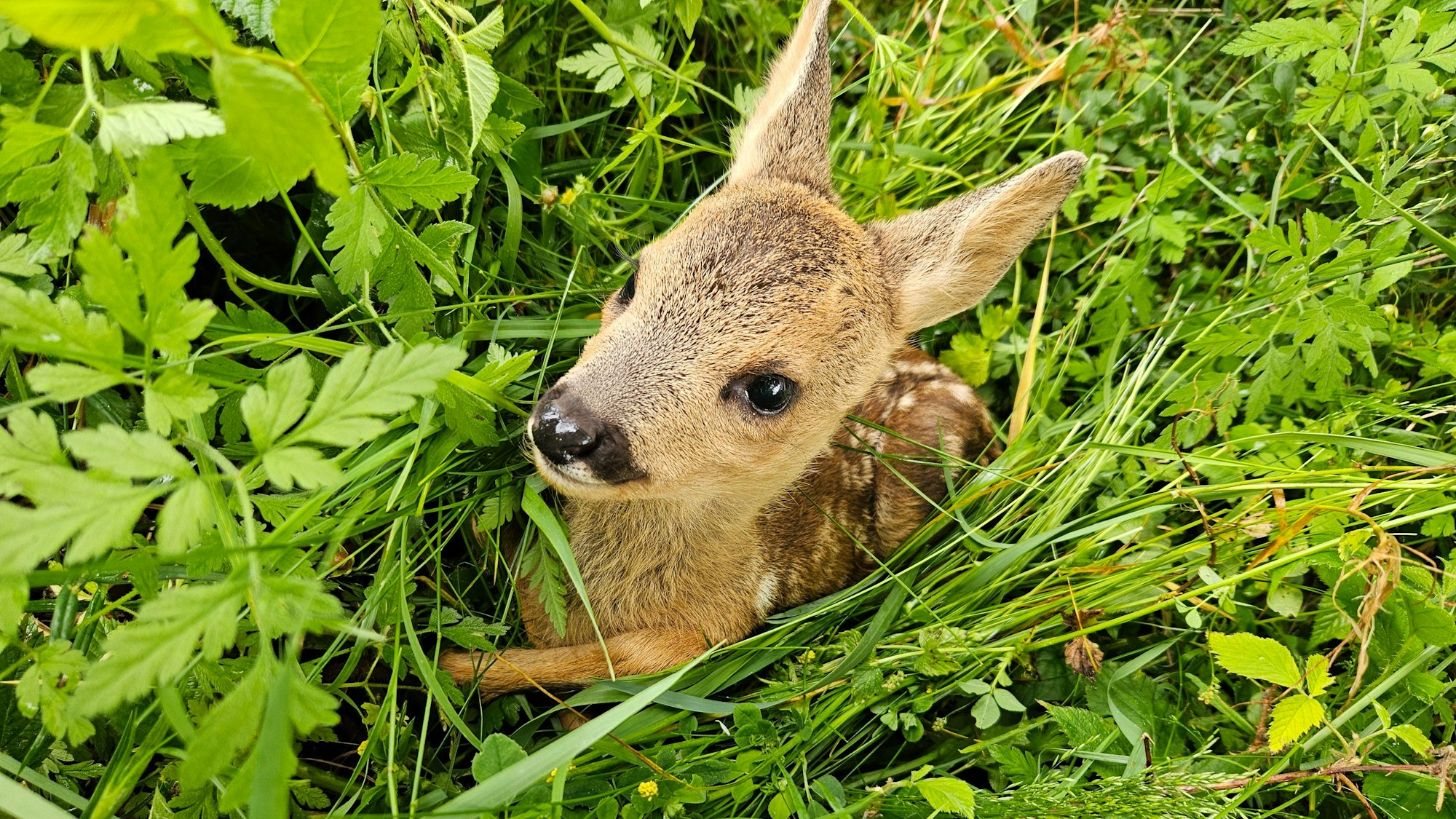 Ein Rehkitz legt im Gras.
