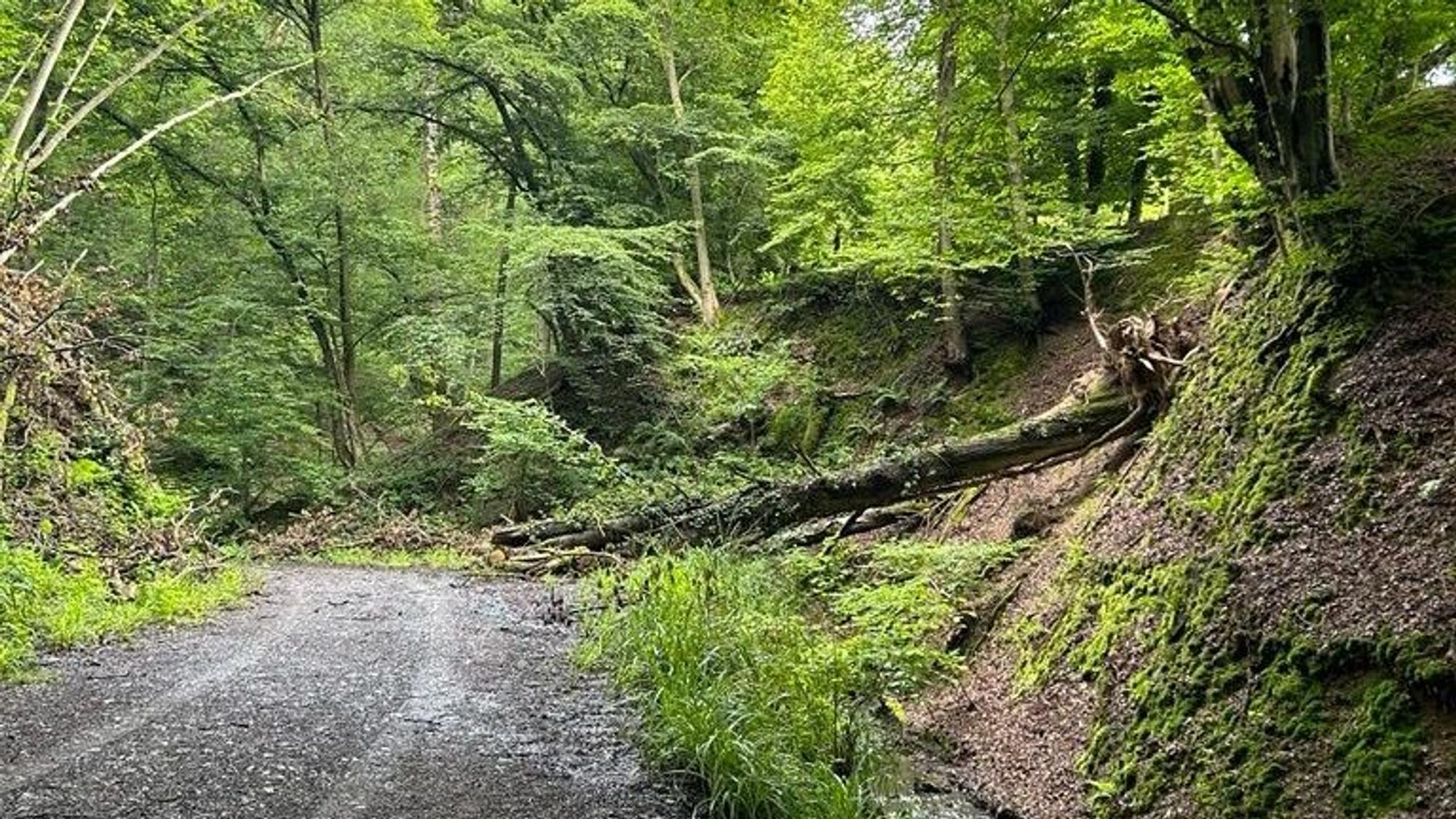 Der Wanderweg der Basalt-Schleife führt durch Felder und Wälder um Linz herum