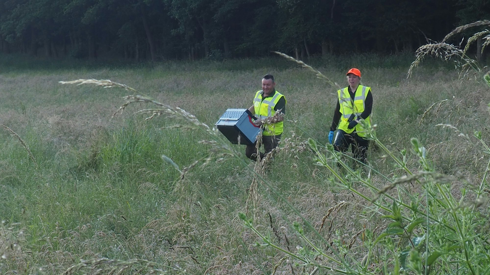 Carina Schneider und Markus Kläs stapfen durch hohes Gras, Kläs trägt eine Kiste.