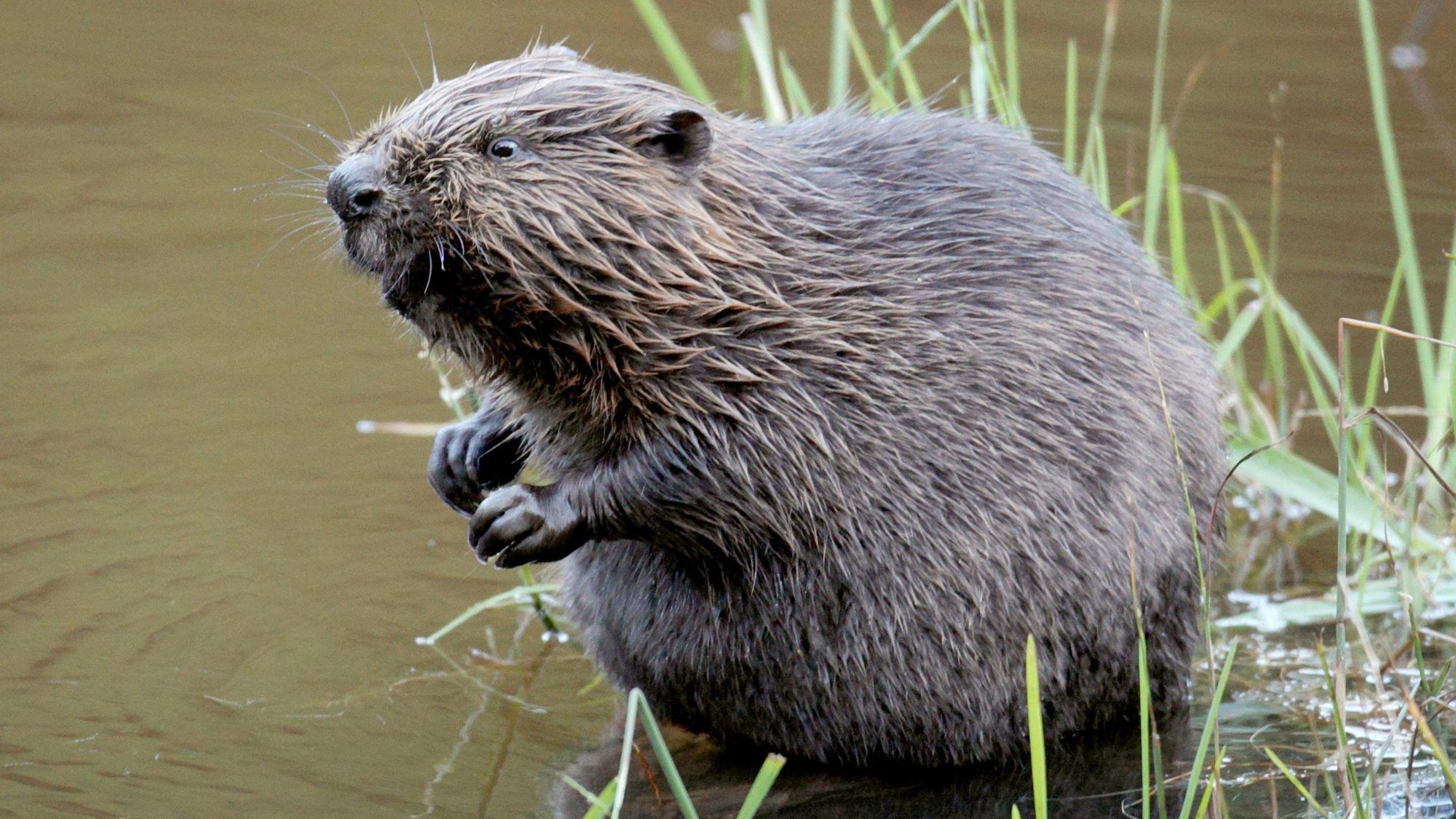 Ein Biber sitzt im Wasser. (Archivbild)