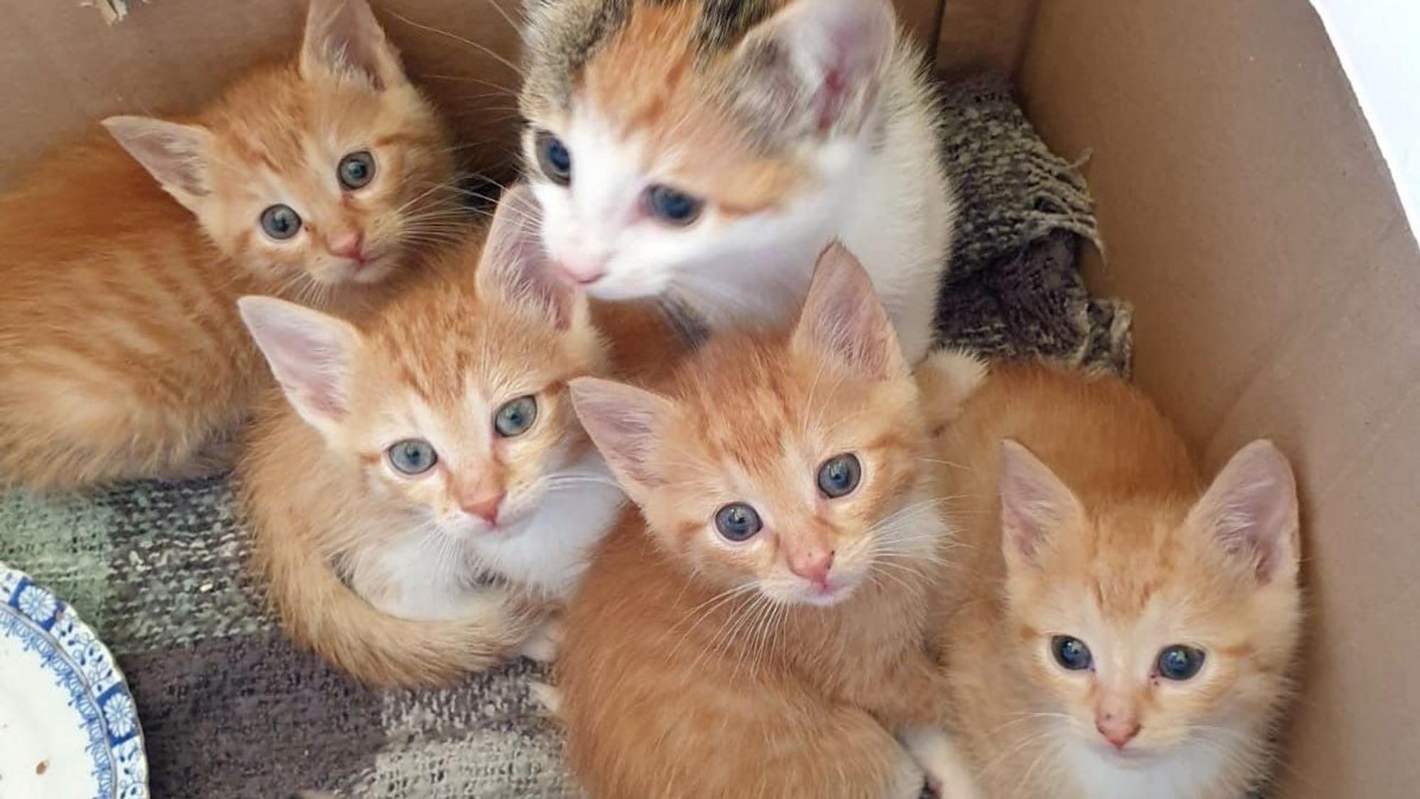 Eine weiß-rote Katze mit vier roten Katzenbabys.