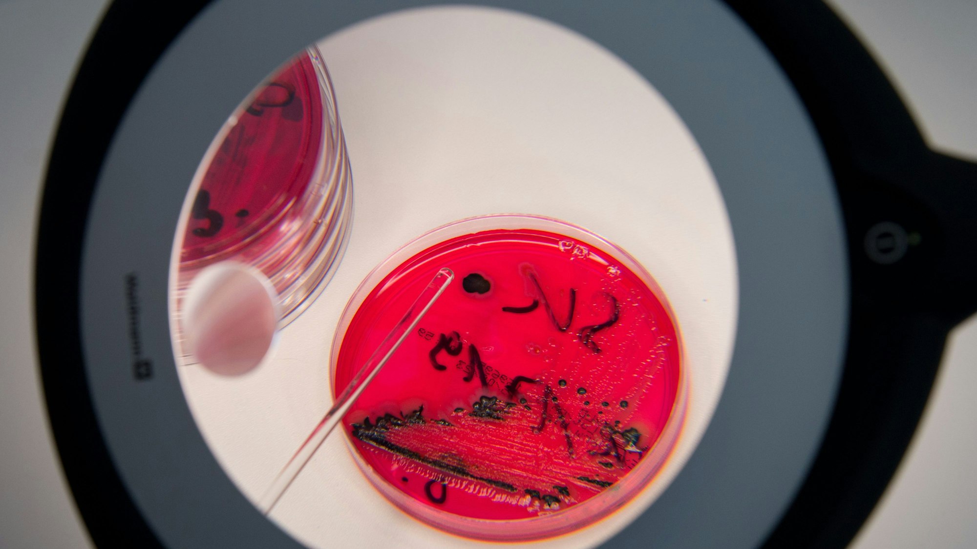 In der Landesuntersuchungsanstalt für das Gesundheits- und Veterinärwesen Sachsen (LUA) werden in einem Labor Salmonellen in einer Petrischale gezeigt.