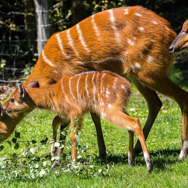 Kleine Antilope mit ihren Eltern