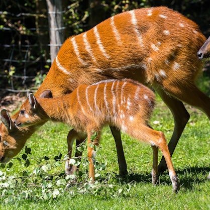 Kleine Antilope mit ihren Eltern