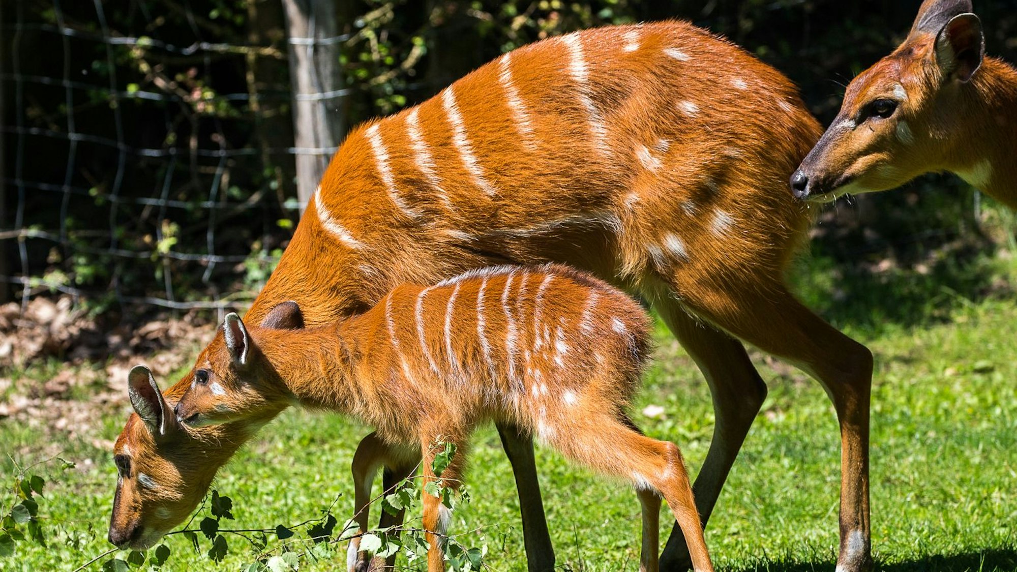 Kleine Antilope mit ihren Eltern