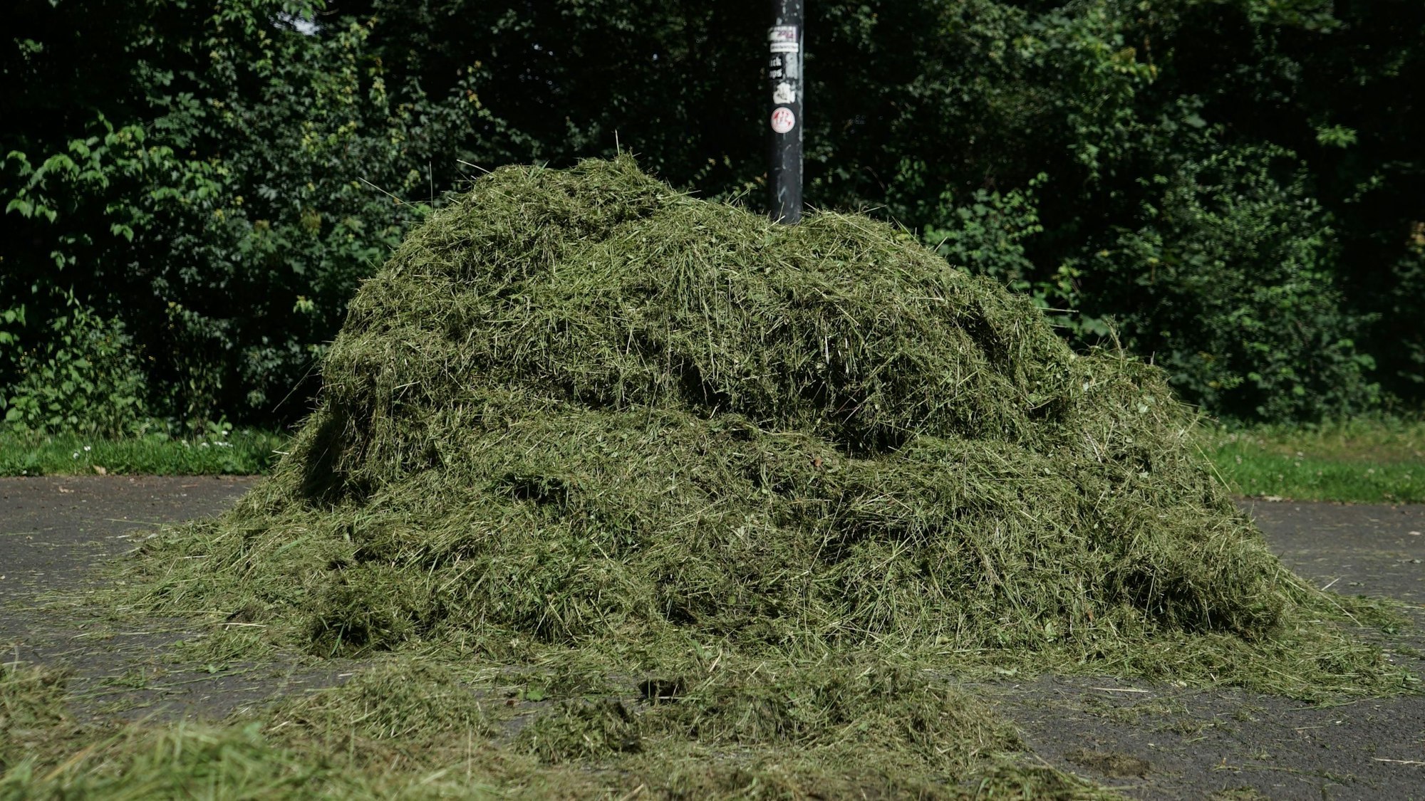 Ein Haufen Grünschnitt unter einem Basketballkorb.