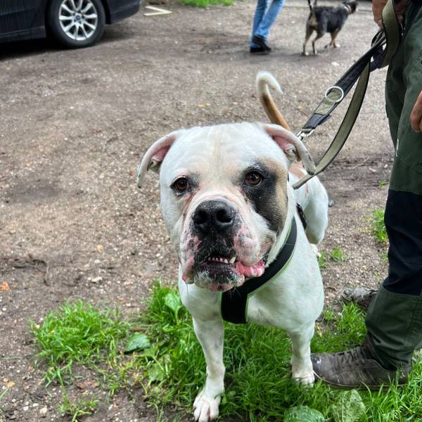 Bernie, der American Bulldog, wurde im Tierheim Dellbrück abgegeben.