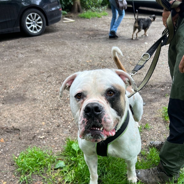 Bernie, der American Bulldog, wurde im Tierheim Dellbrück abgegeben.
