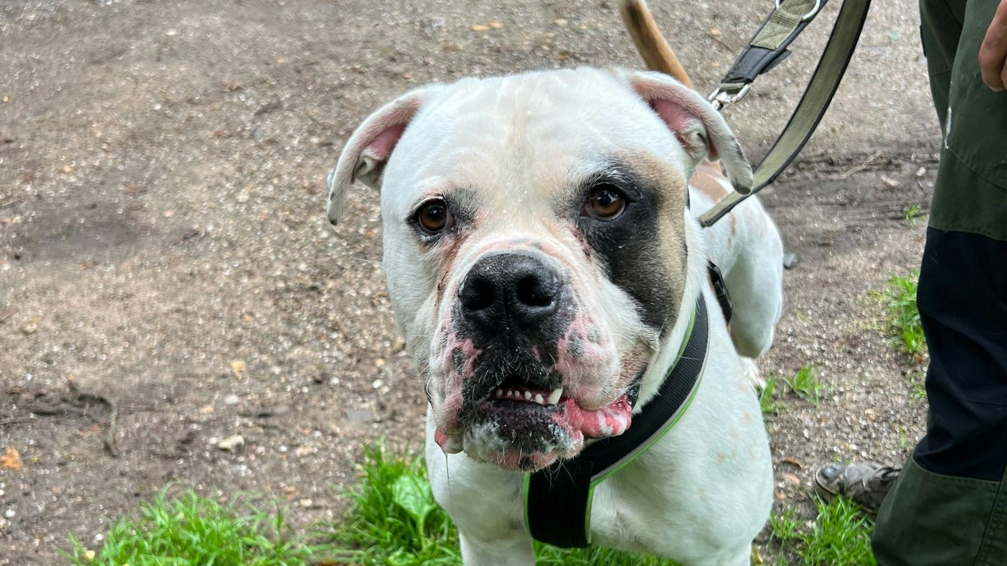Bernie, der American Bulldog, wurde im Tierheim Dellbrück abgegeben.