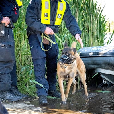 Ein Spürhunde der Polizei beim Einsatz.(Archivbild)