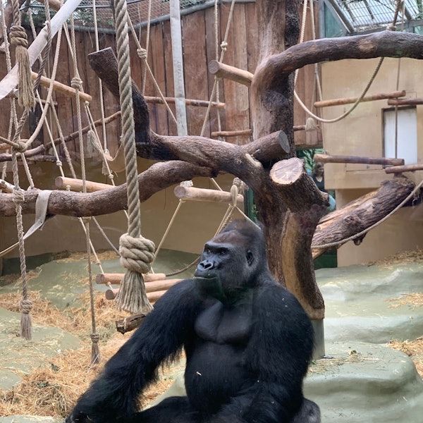 Ein Gorilla sitzt auf de Boden und hält seine Füße mit den Händen.