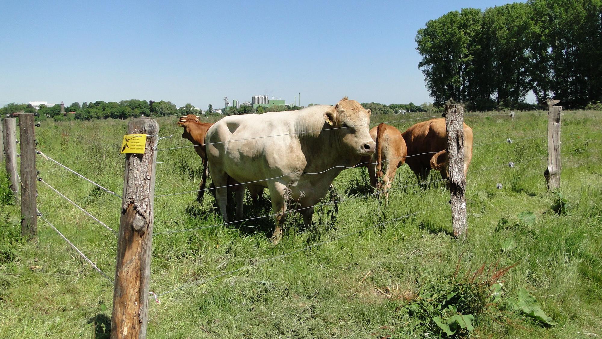 Auch die BV Chorweiler sieht in Sachen der Rinder in der Worringer Aue die Verwaltung in der Pflicht, ihr Vorgehen besser zu erklären. Foto: Dröge