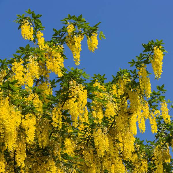 Ein Goldregenbaum steht in Blüte vor einem blauen Himmel.