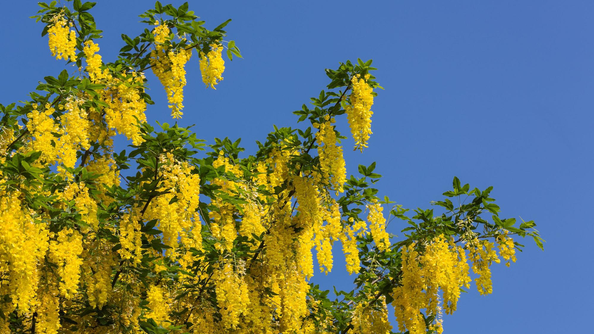 Ein Goldregenbaum steht in Blüte vor einem blauen Himmel.
