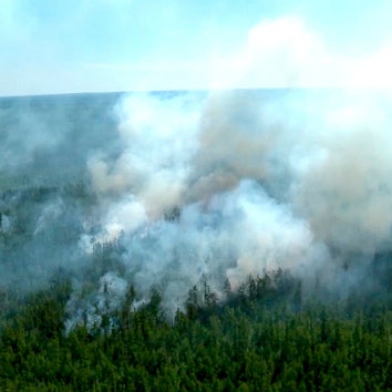 Rauchwolken steigen aus einem Wald auf. In der Arktis ist mit 38 Grad im vergangenen Jahr ein Temperaturrekord gemessen worden.