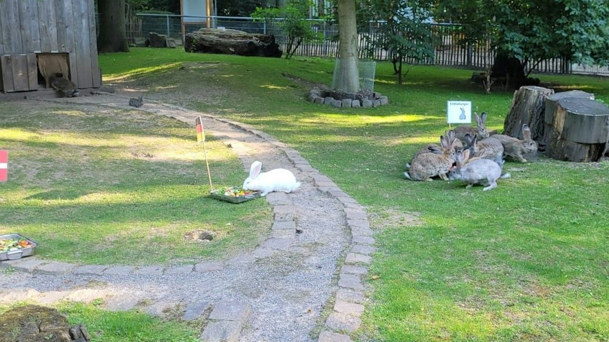 Kaninchen an Fressnäpfen