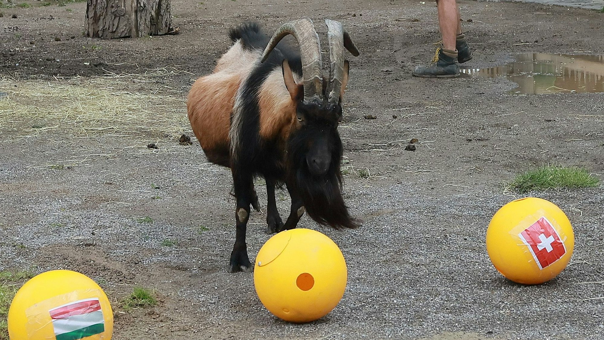 Orakel Geißbock Hennes IX tippt die Kölner Spiele der EM 2024 in Köln, Hennes entscheidet sich für unentschieden.
