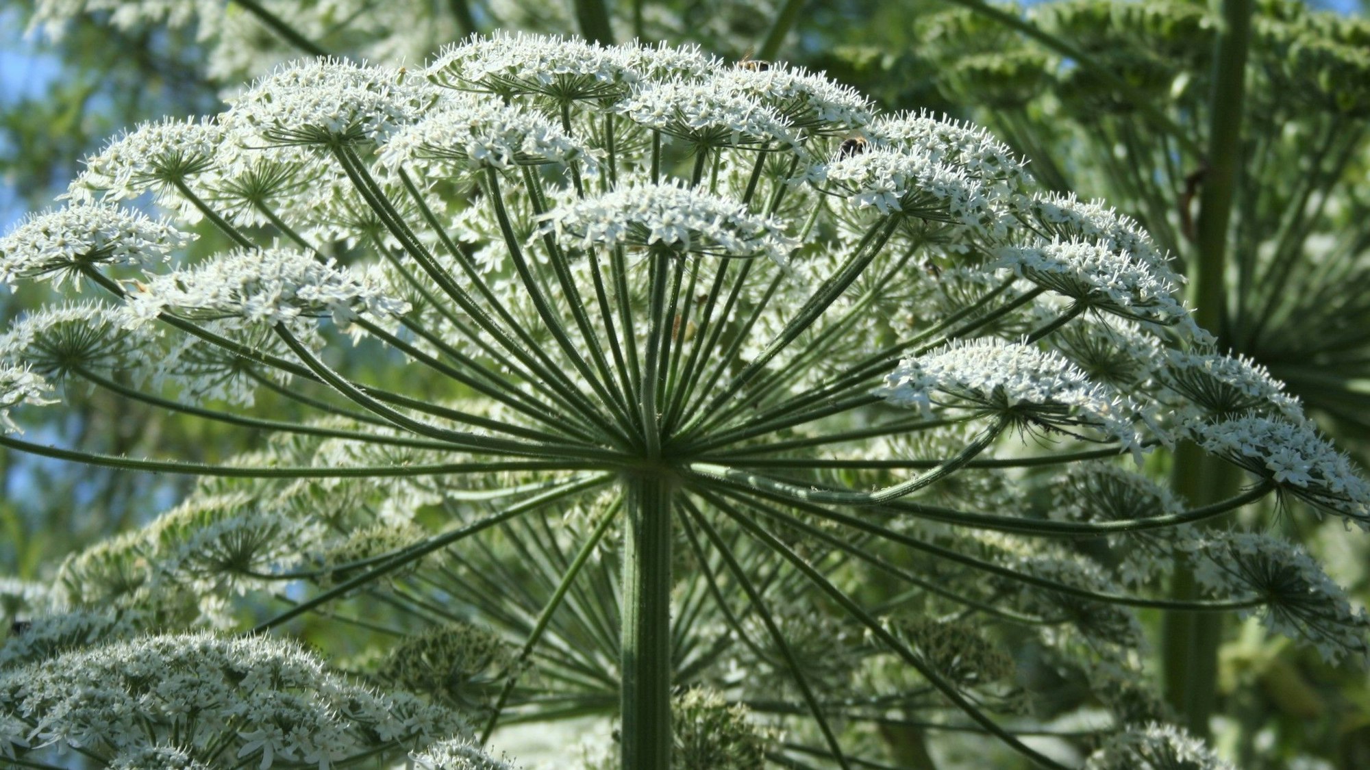 Die Vorkommen des gefährlichen Riesenbärenklau im Kreisgebiet nehmen besondders an der Oberen Sieg wieder zu.
Bis zu 30 000 Samen produzieren die Stauden, die aus dem Kaukasus stammen.