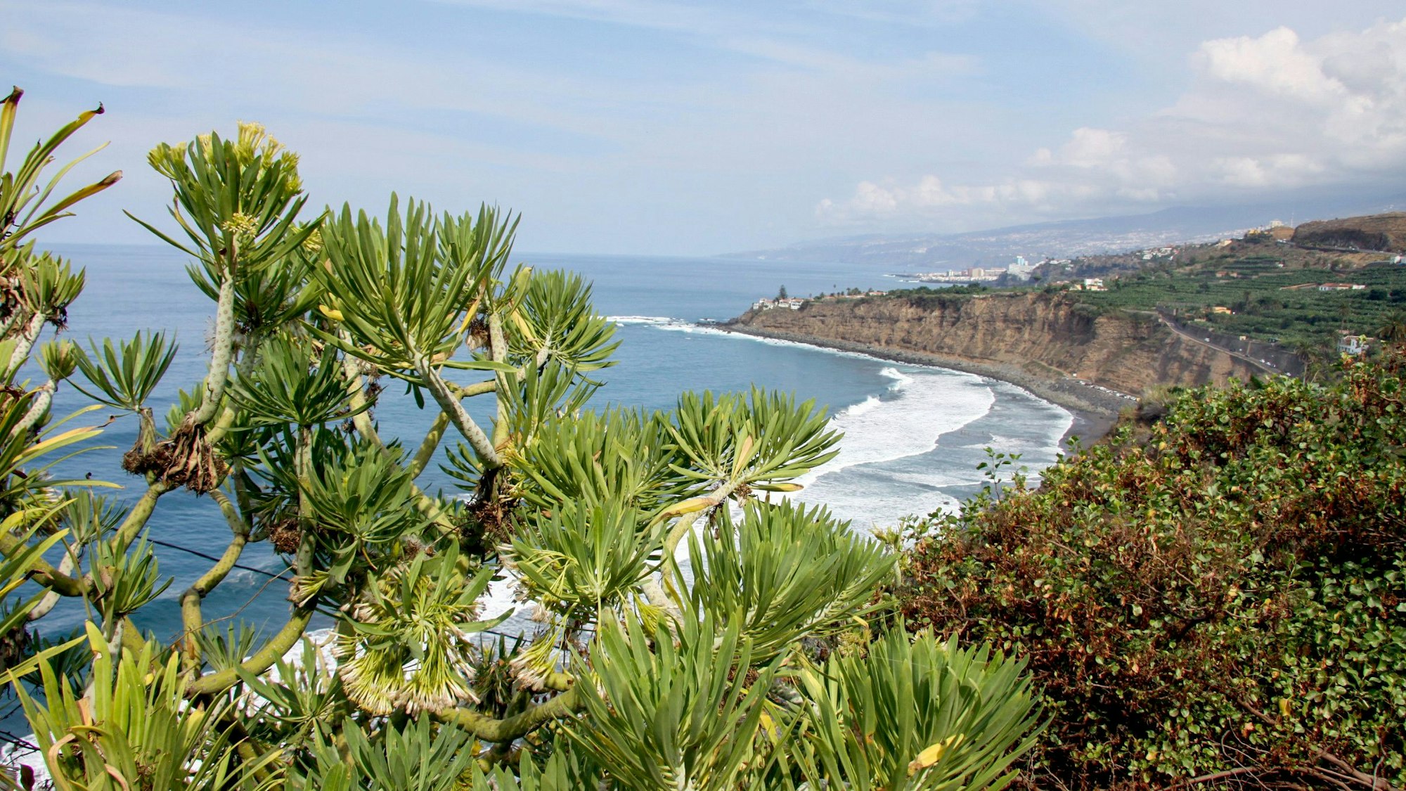 Ein Strand auf der Kanaren-Insel Teneriffa ist zu sehen, im Vordergrund verdecken Büsche den Blick auf den Strand. (Symbolbild)