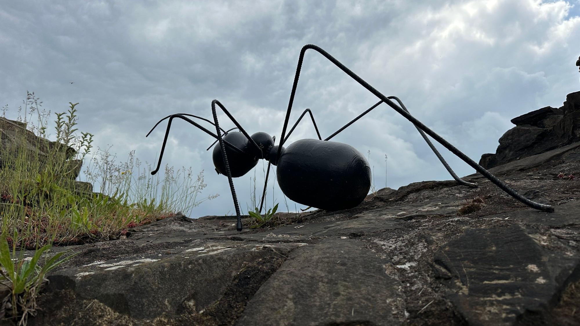 Kunst auf Burg Blankenberg, eine Ameise von Diane Christine Dille.