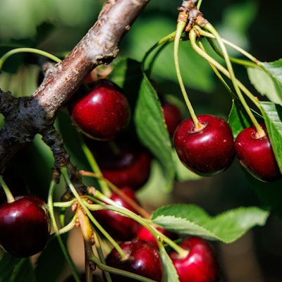 Kirschen der Sorte Regina hängen in einer Obstplantage an einem Baum.
