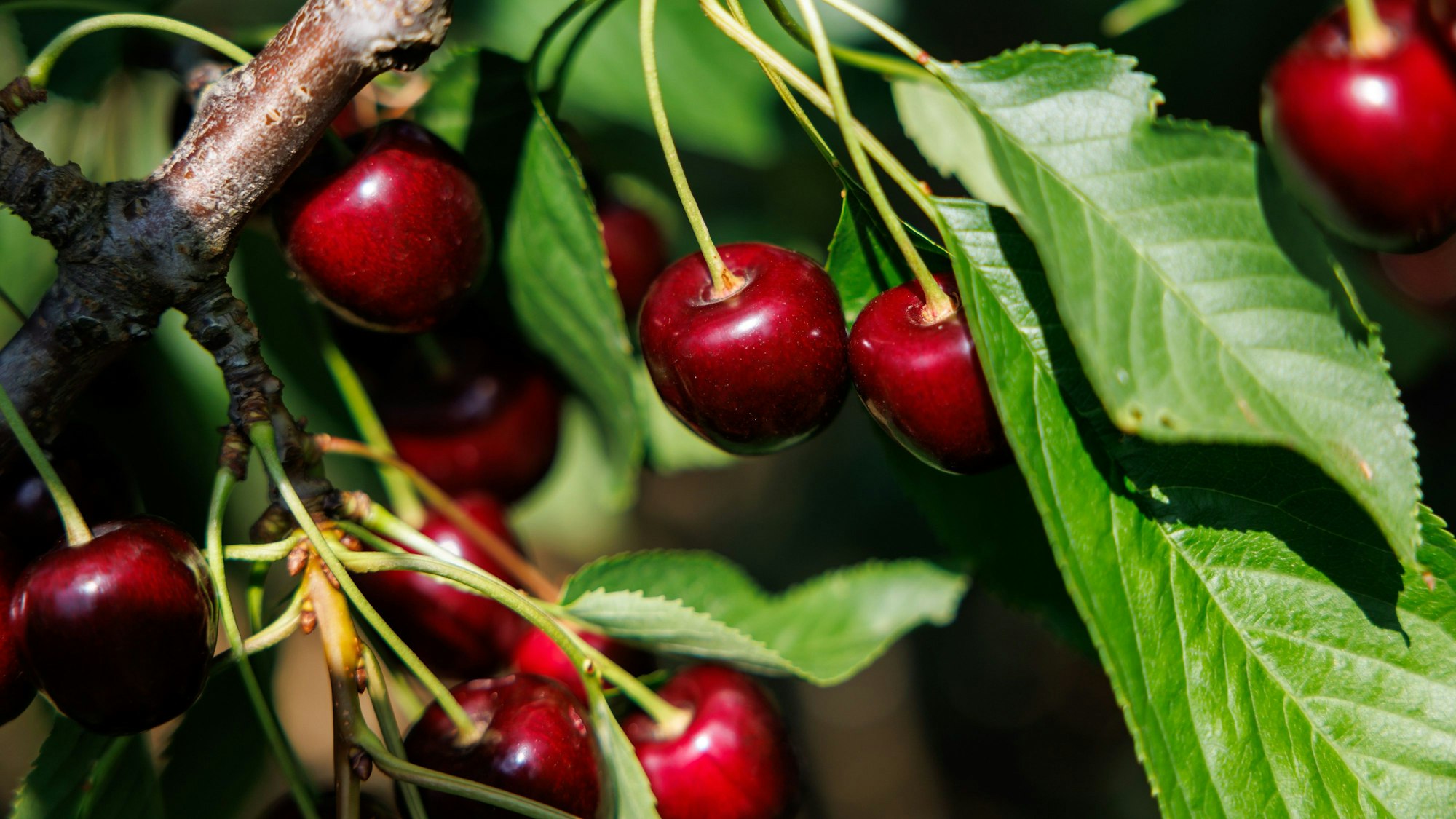Kirschen der Sorte Regina hängen in einer Obstplantage an einem Baum.