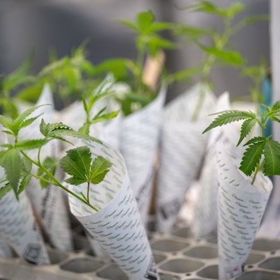 Hanfsämlinge werden auf der Hanfmesse „Mary Jane“ zum Verkauf angeboten.