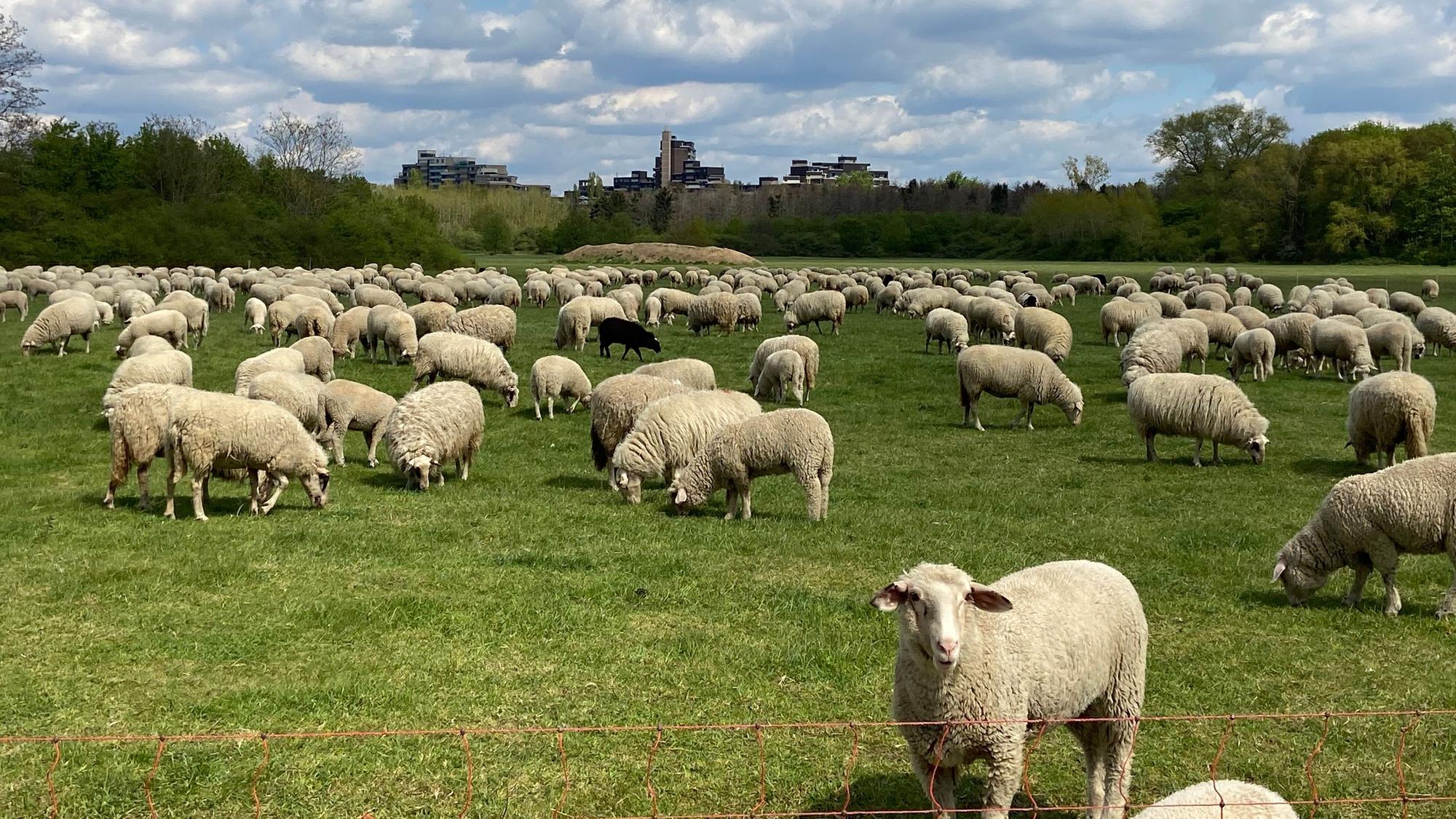 Die Westhovener Aue ist ausgewiesenes Landschaftsschutzgebiet.