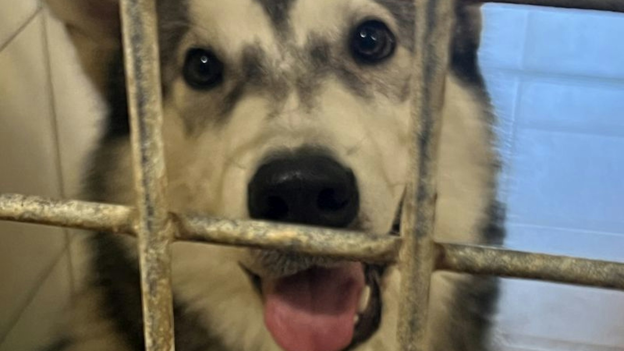 Über diverse SocialMedia-Kanäle sucht das Tierheim nun nach der vermutlichen Besitzerin des Tieres.