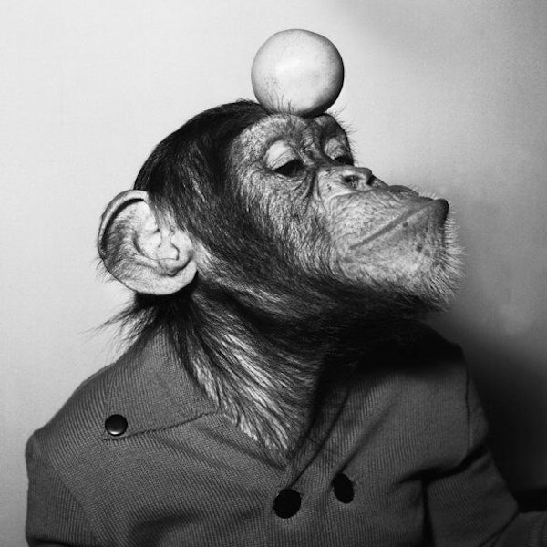 Der Affe Petermann mit einem Ball auf dem Kopf