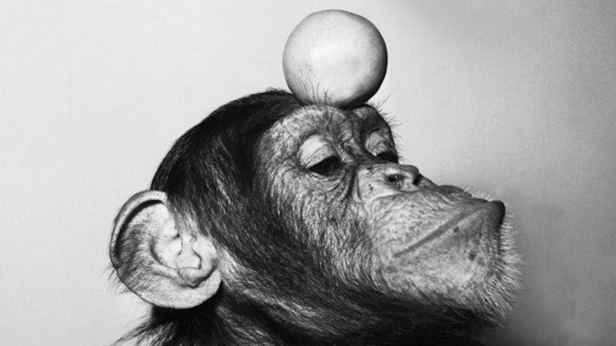 Der Affe Petermann mit einem Ball auf dem Kopf