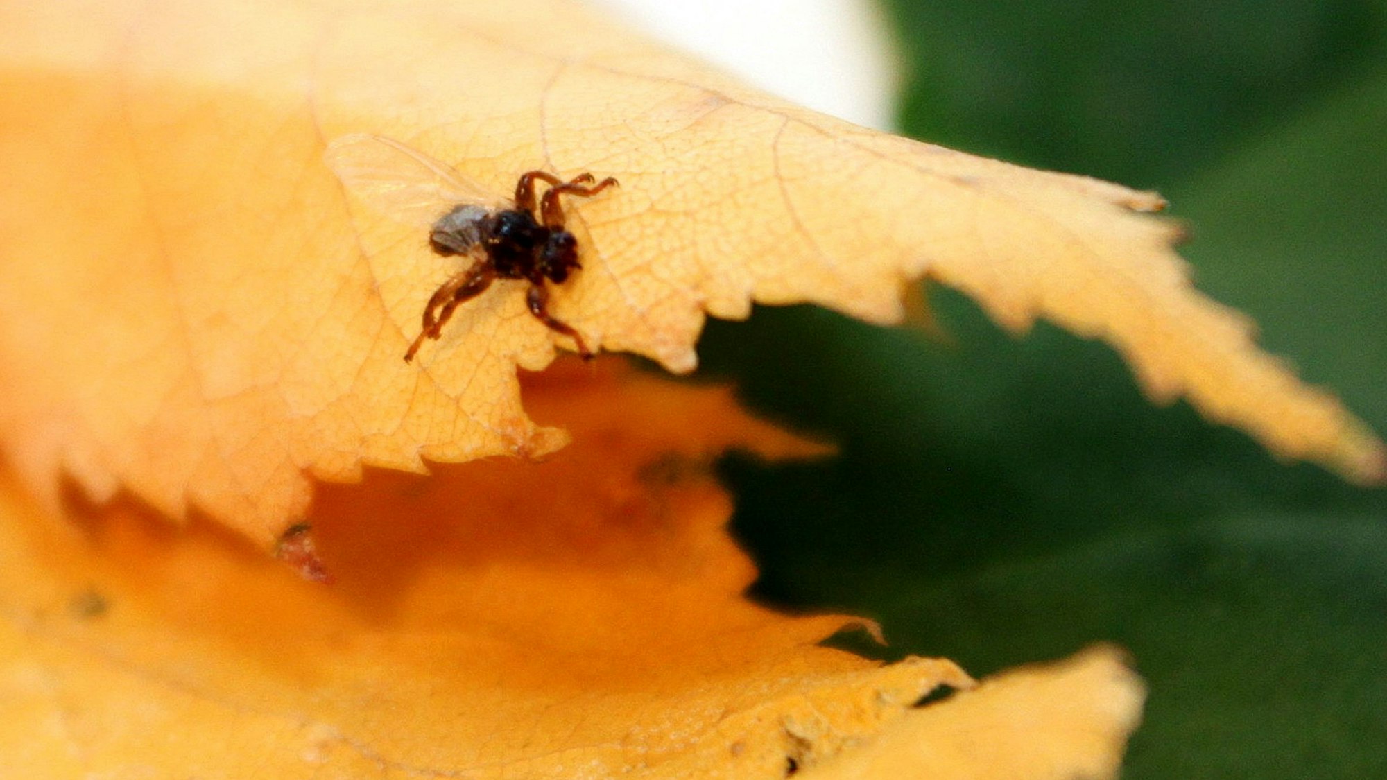 Eine Hirschlausfliege sitzt auf einem Blatt.